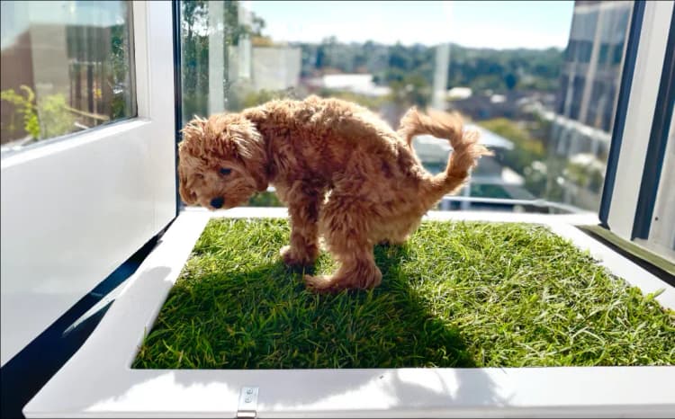 Puppy using real grass for potty training, a cleaner and more eco-friendly alternative to artificial grass for dog potty systems.